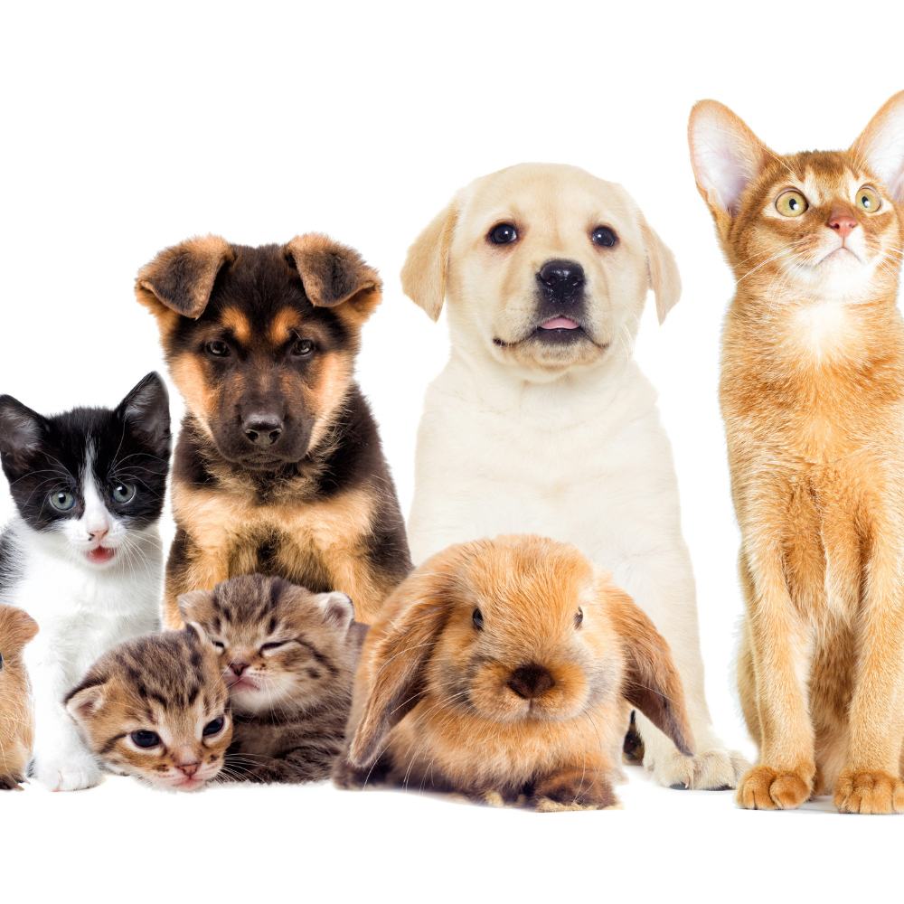 picture of cats and dogs