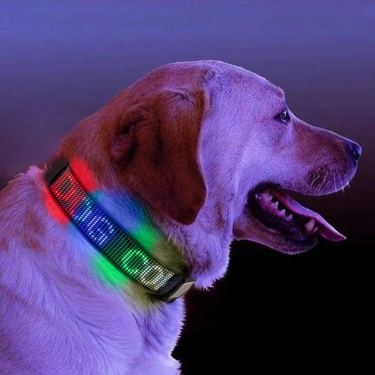 Bluetooth LED Light-Up Dog Collar with GPS & Customizable Display - PawsMartOnline