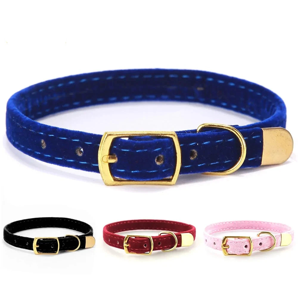 Cat Collar and Kitten Collar - PawsMartOnline