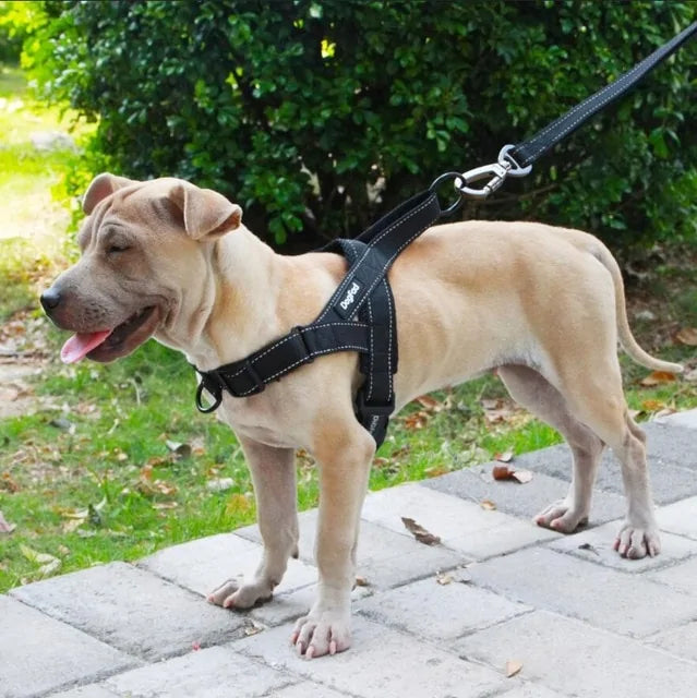 Dog Wearing a Black no-pull harness