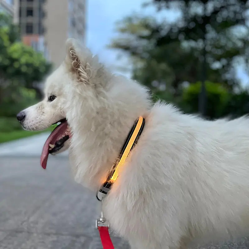 TechPaws LED Collar - PawsMartOnline