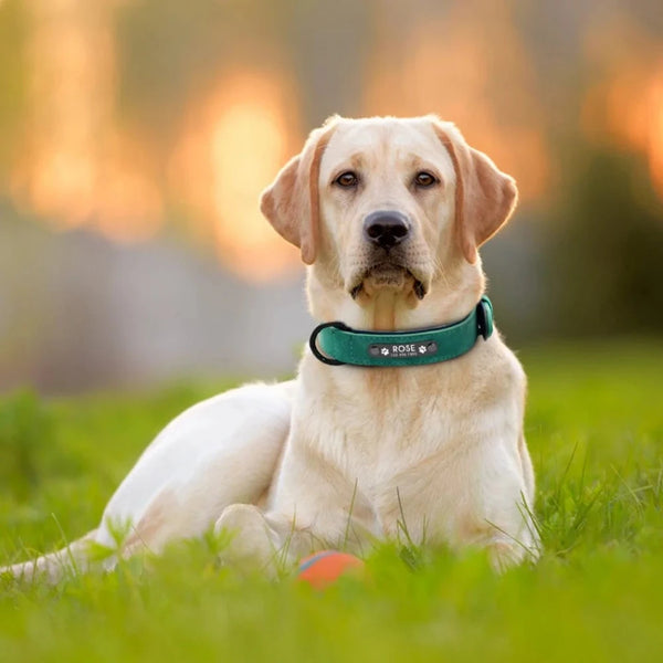 Custom Engraved Leather Dog Collar - Personalized with Your Pet's Name - PawsMartOnline