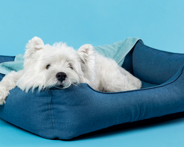 white dog laying in a blue bed