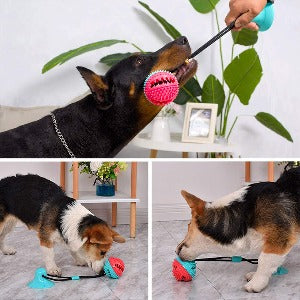 dogs playing with ChewGuard Pro Dental Suction Dog Toy