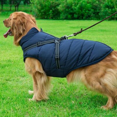 dog wearing navy blue winter dog vest