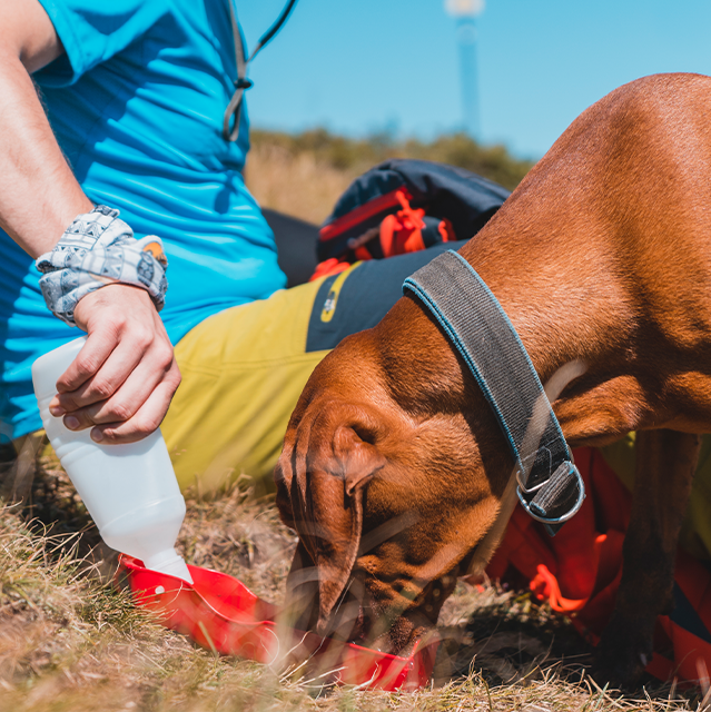 Dog in the grass drinking water