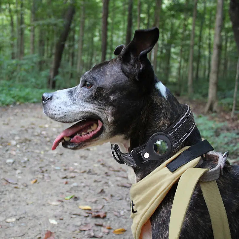 Air Tag Dog Collar - Adjustable, and Comfortable - PawsMartOnline