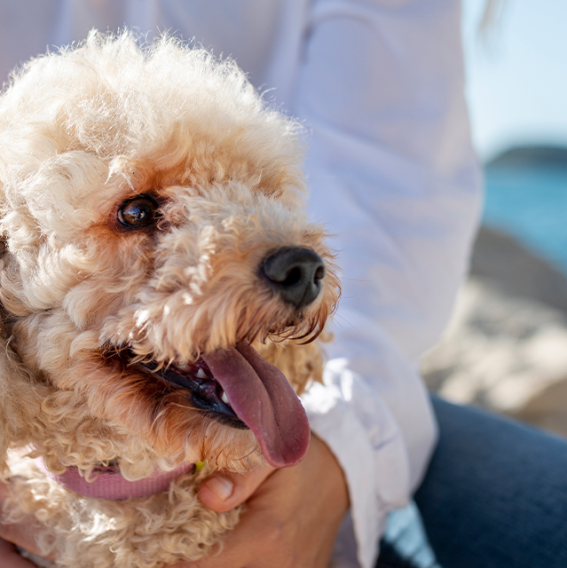 White dog with curly fur wearing a pink collar