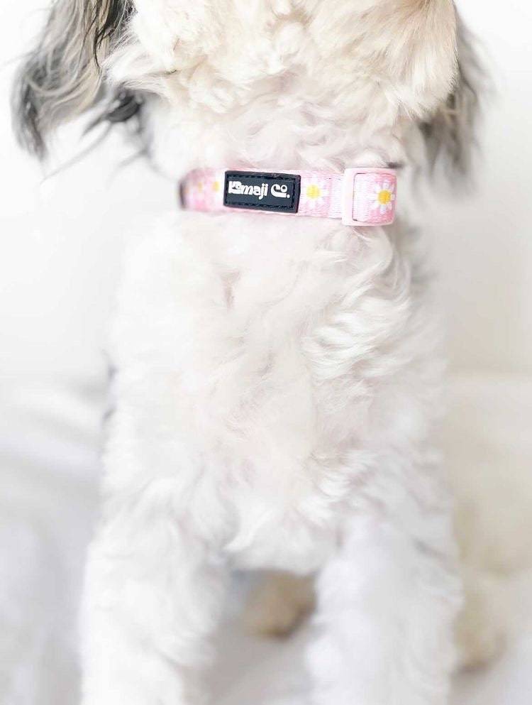 Precious Peach Adjustable Nylon Dog Collar - PawsMartOnline Pets