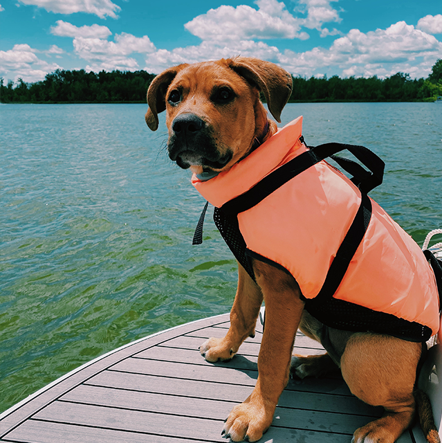 Dog sitting on a dock on the water wearing an orange life jacket