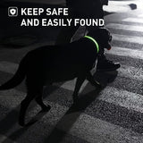 Dog wearing LED Dog Collar - Rechargeable, Waterproof, Night Safety