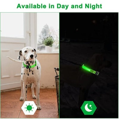 dog wearing LED Dog Collar - Rechargeable, Waterproof, Night Safety day and night