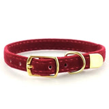 Cat Collar and Kitten Collar - PawsMartOnline Red / 8.5-10.5