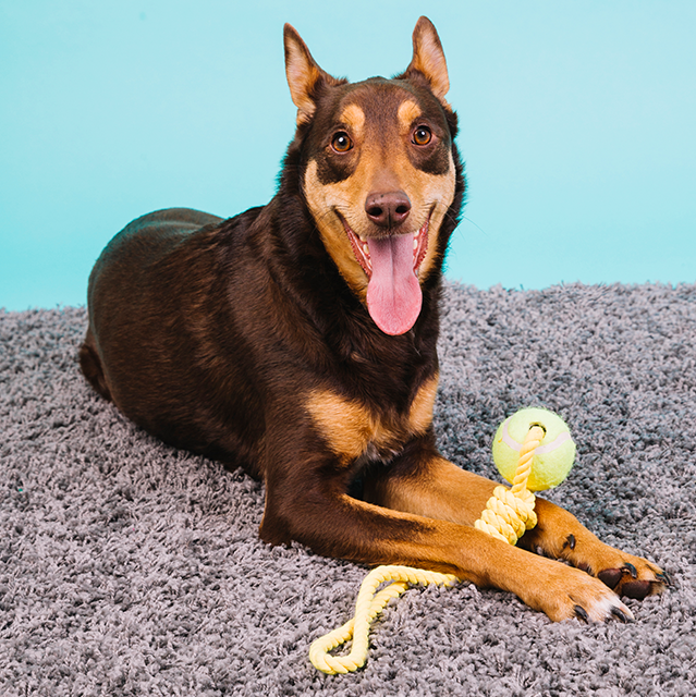 dog laying on a rug with a yellow rope dog toy