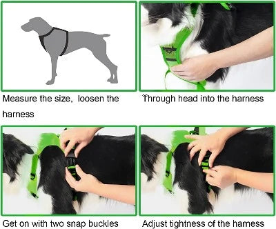 Dog Harness and Leash - Comfortable and Secure Walking Being put on a dog